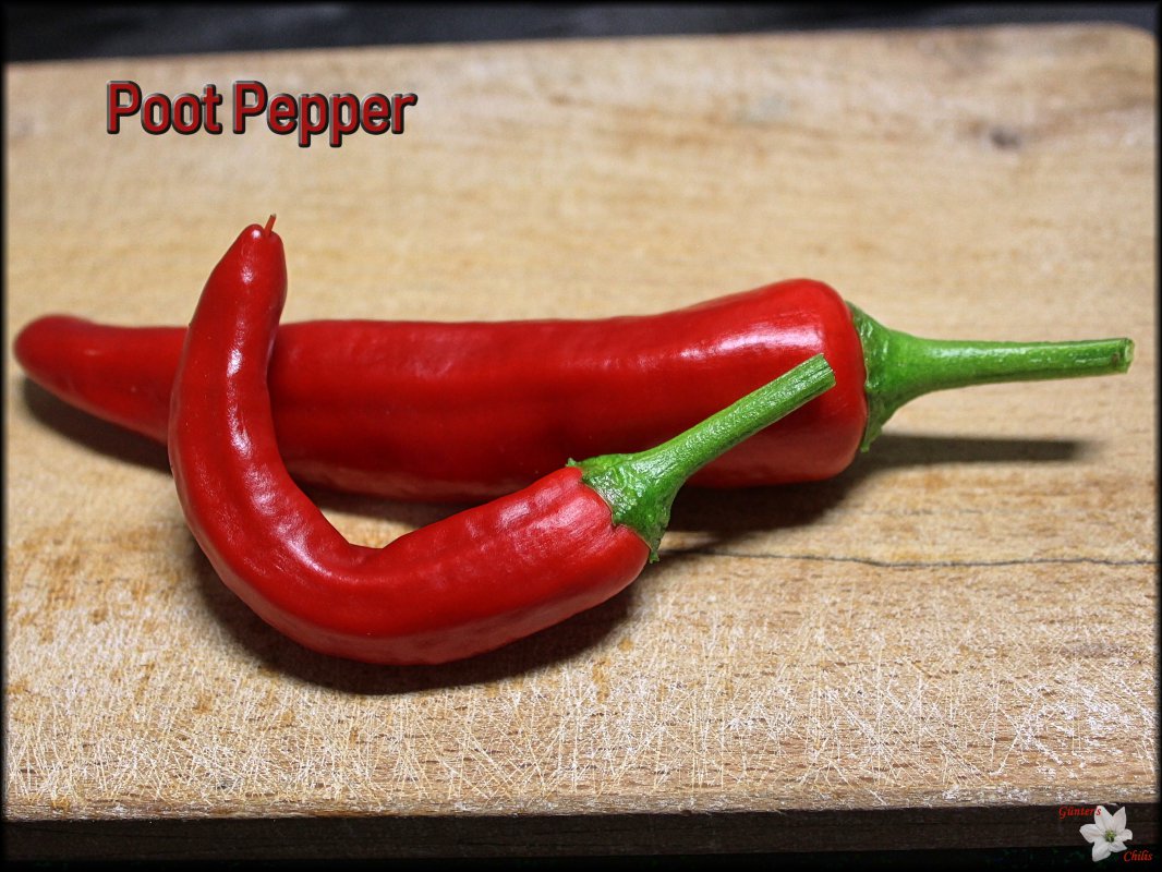 Poot Pepper.JPG