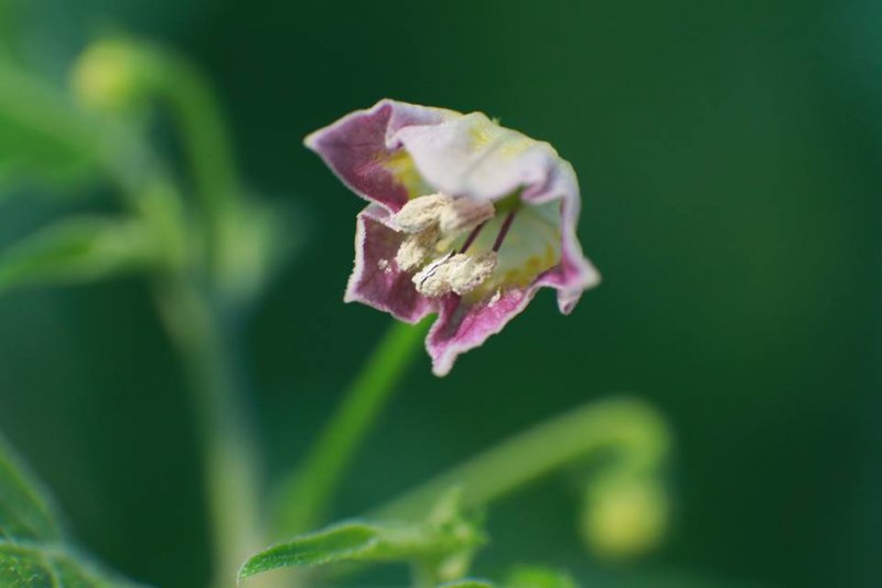 praetermissum.jpg
