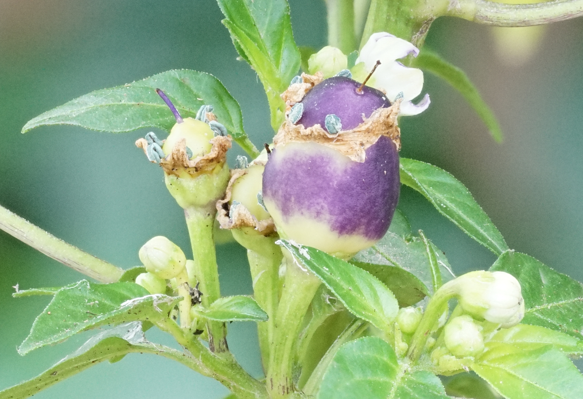 purpleloco++.jpg