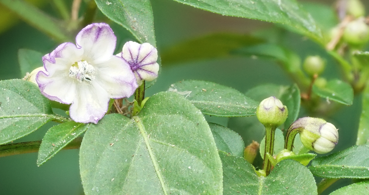 purplelocoblüte++.jpg