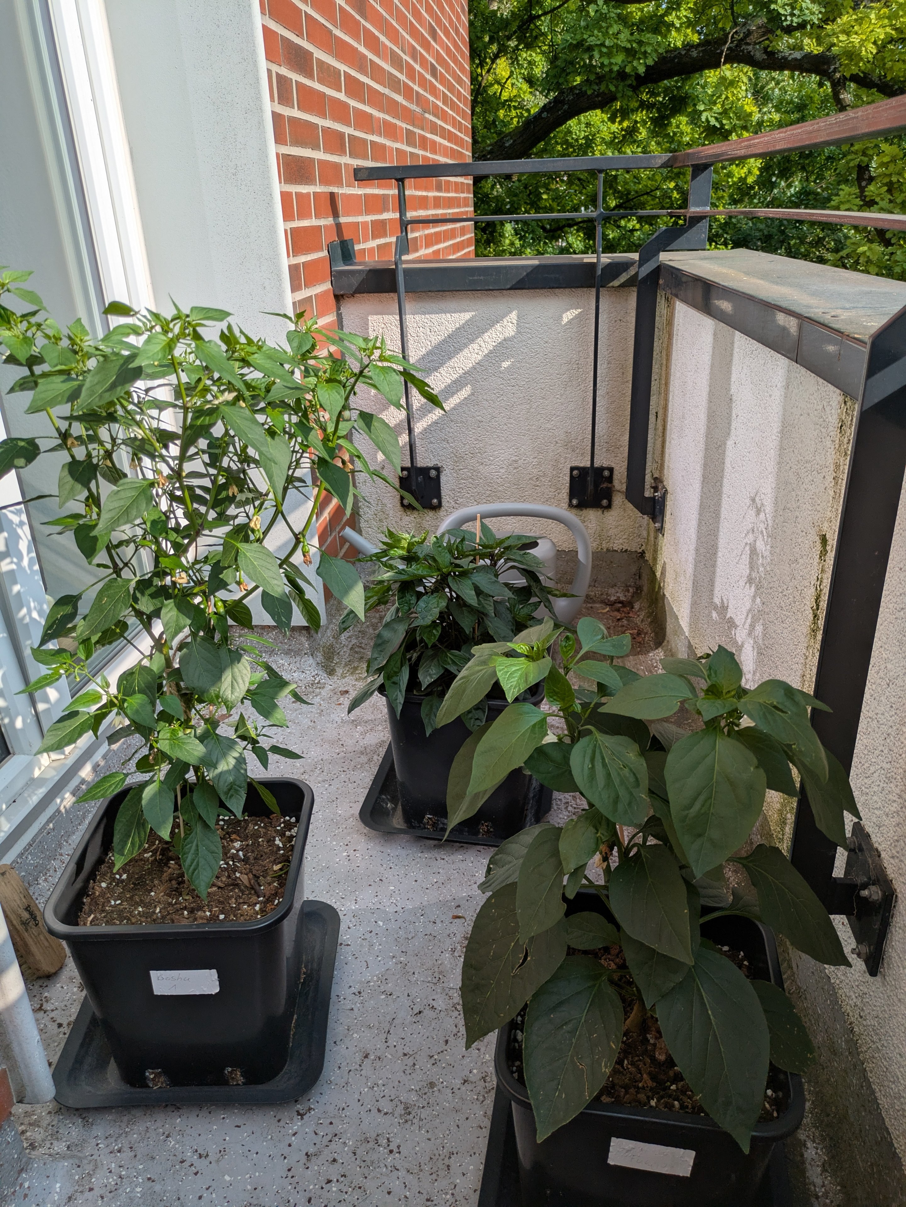 PXL_20250618_155209522.RAW-01.MP.COVER.jpg