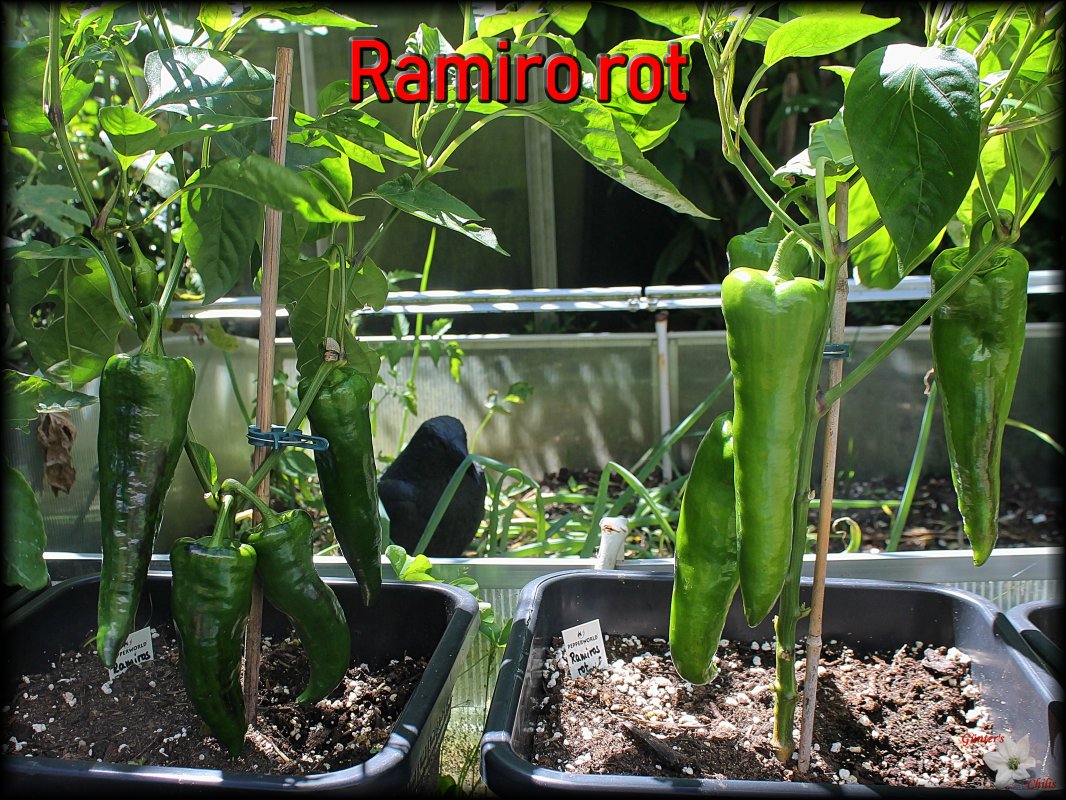 Ramiro rot.JPG