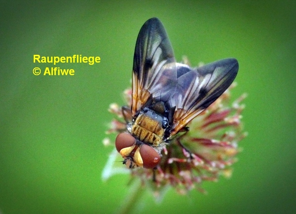 raupenfliege11ceci.jpg