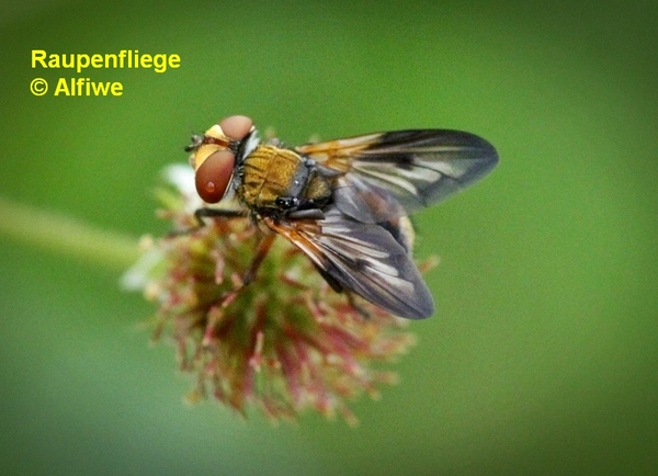 raupenfliege2jaic5.jpg