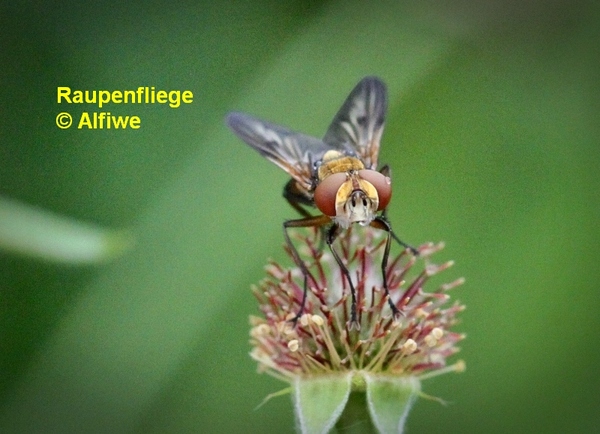 raupenfliegenxizh.jpg