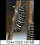 raupeverpupptsich-24t2ycc.jpg