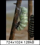 raupeverpupptsich-34e7z51.jpg