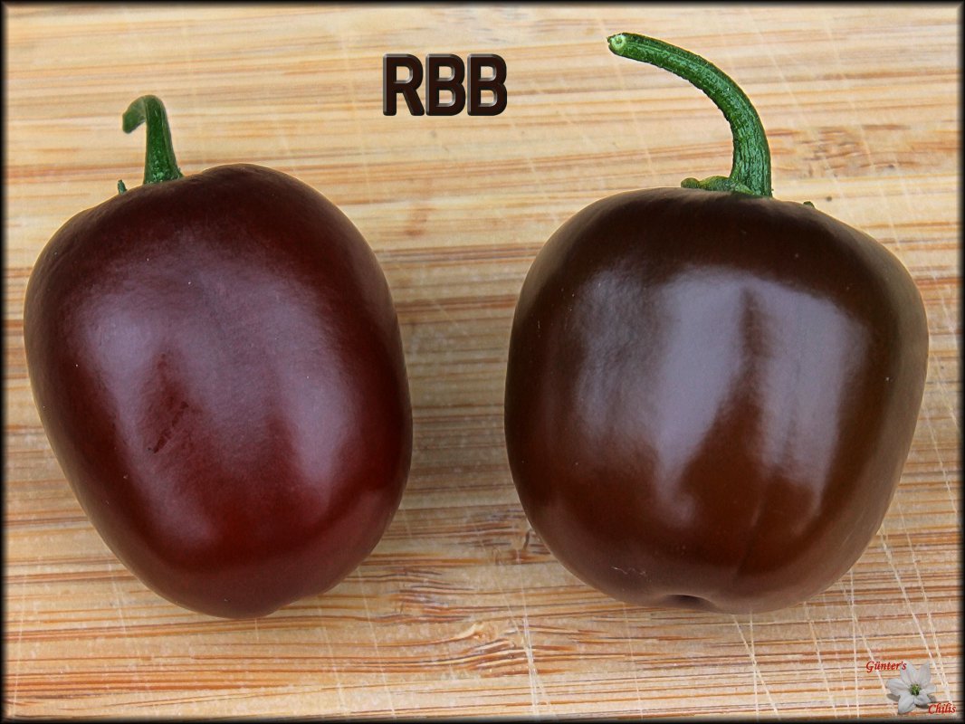 RBB 21082018.JPG