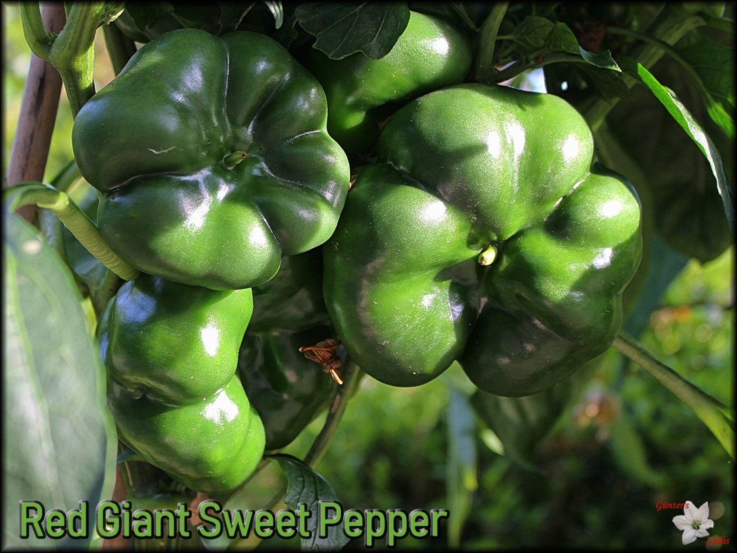 Red Giant Sweet Pepper_18082018.JPG
