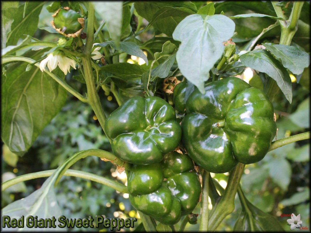 Red Giant Sweet Pepper_juli2018.JPG