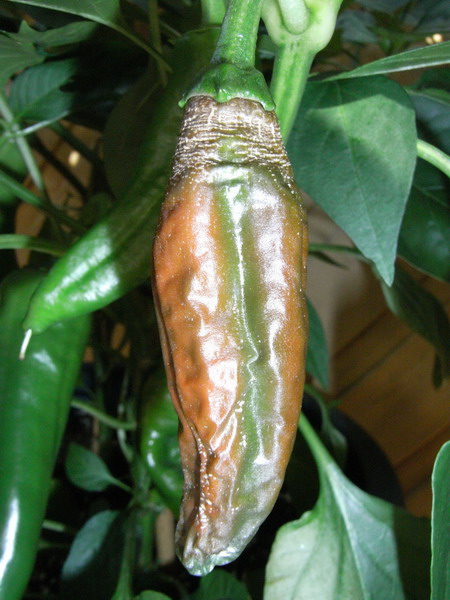 RIMG0002.jpg
