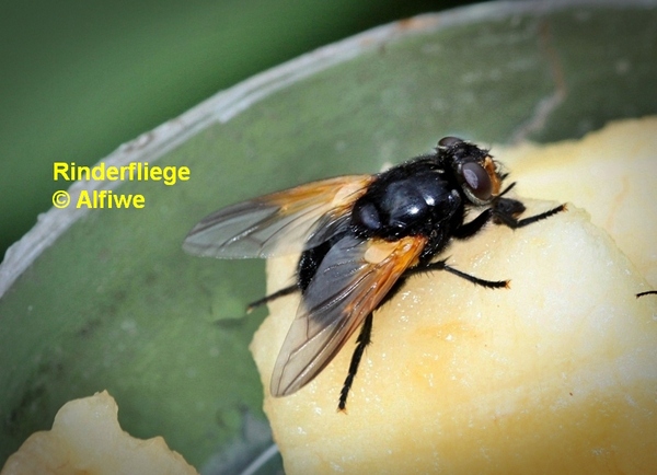 rinderfliege1gieqo.jpg