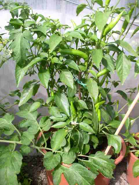 Rocoto 006 kl.jpg