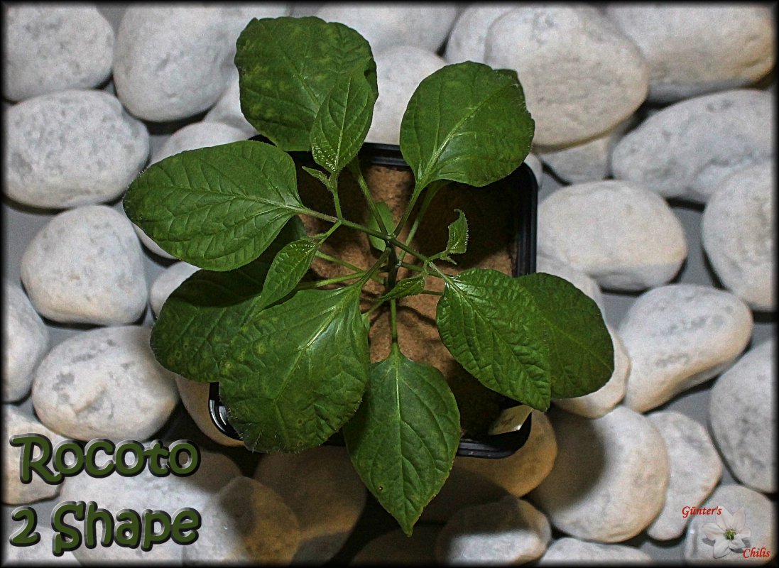 Rocoto 2 Shape.JPG