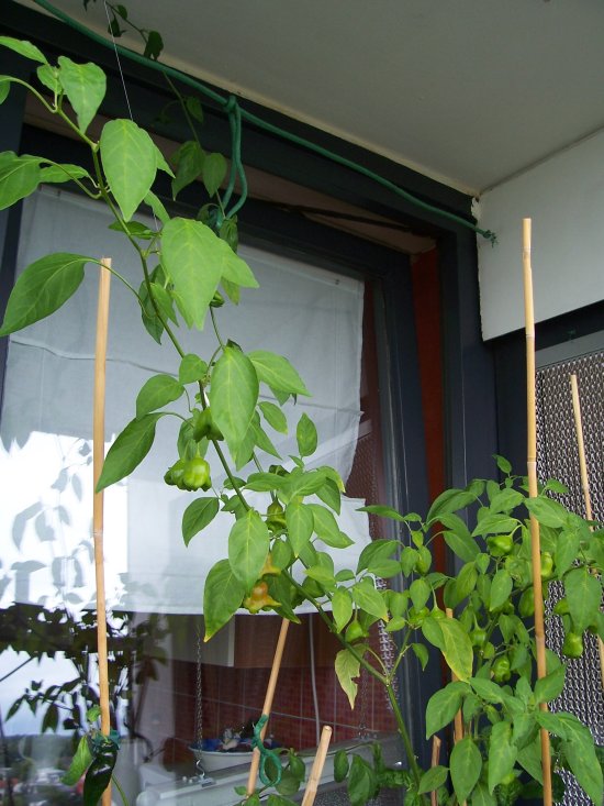 Rocoto 2011 Kokohum mit Erde gemischt verkl.jpg
