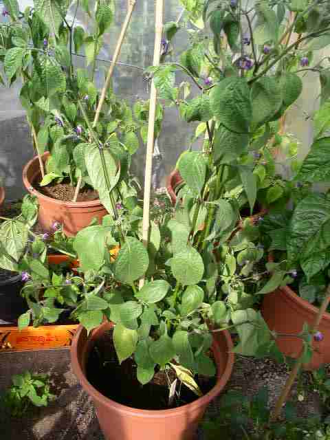 Rocoto A.jpg