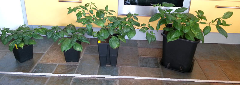 Rocoto A nach 11 Wochen.  20160318_085126-klein.jpg