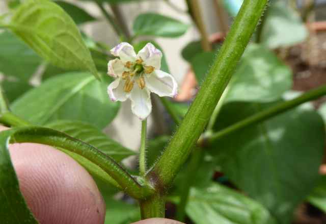 Rocoto Aji Lucento 1.jpg