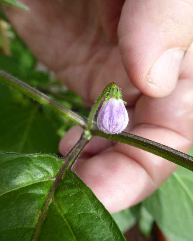 Rocoto Aji Lucento 3.jpg