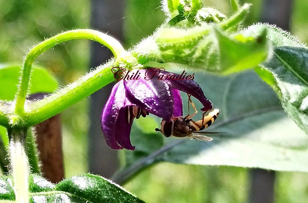 Rocoto Ambato Longo.jpg