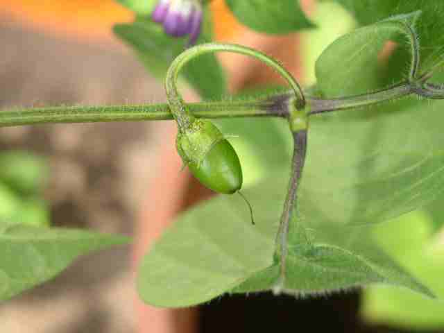 Rocoto B.jpg
