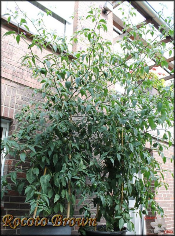 Rocoto Brown 1.jpg