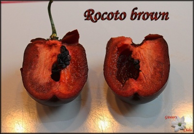 Rocoto Brown 3.jpg