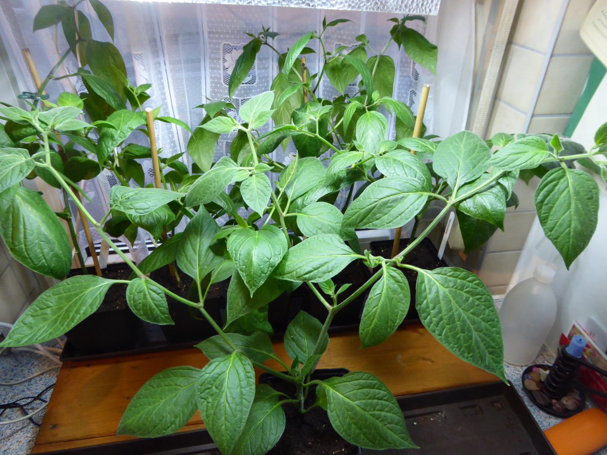 Rocoto DF.JPG