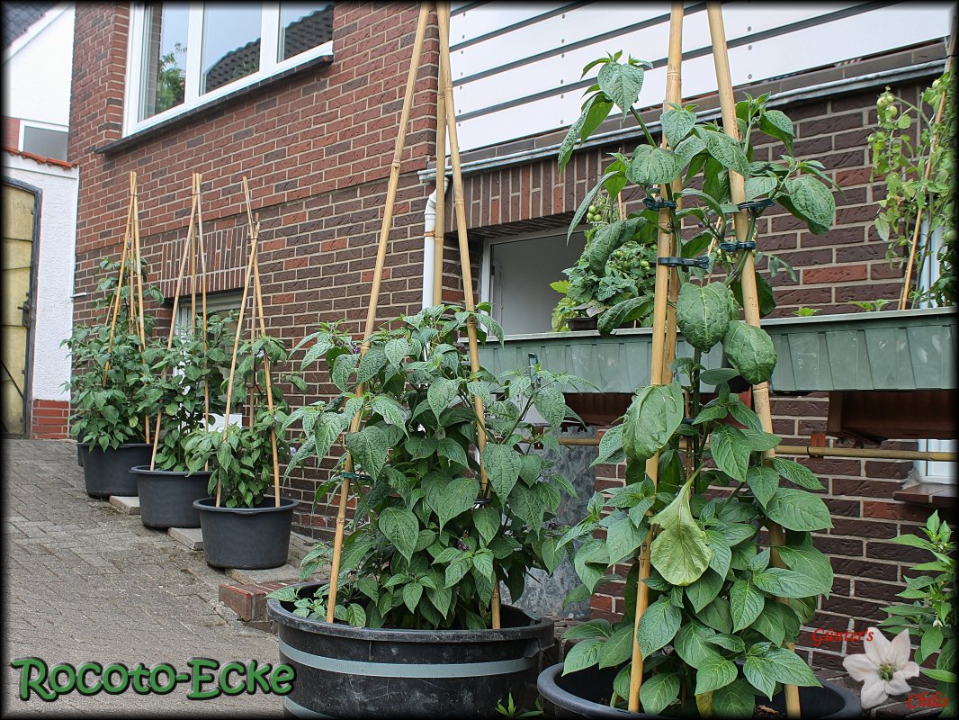 Rocoto-Ecke 08062018.JPG