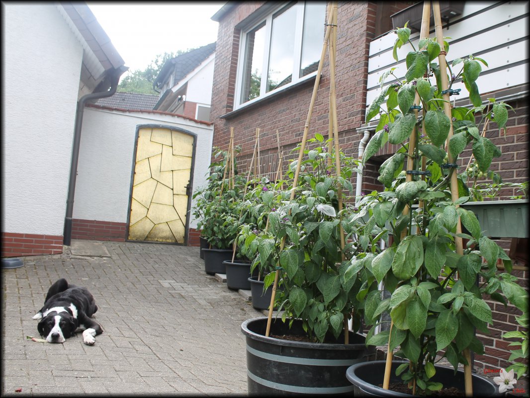 Rocoto Ecke 21062018.JPG