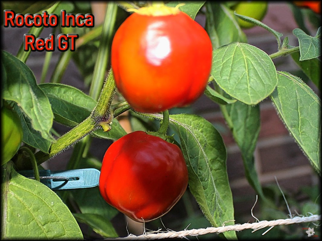 Rocoto Inca Red GT.JPG