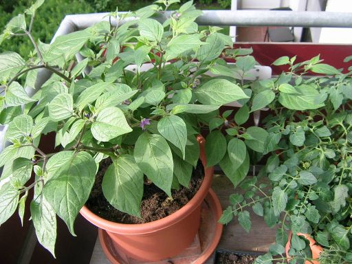 rocoto.jpg