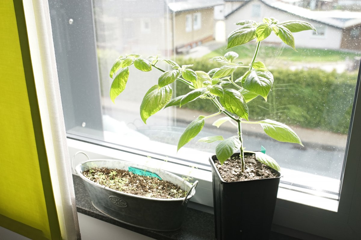 rocoto .jpg