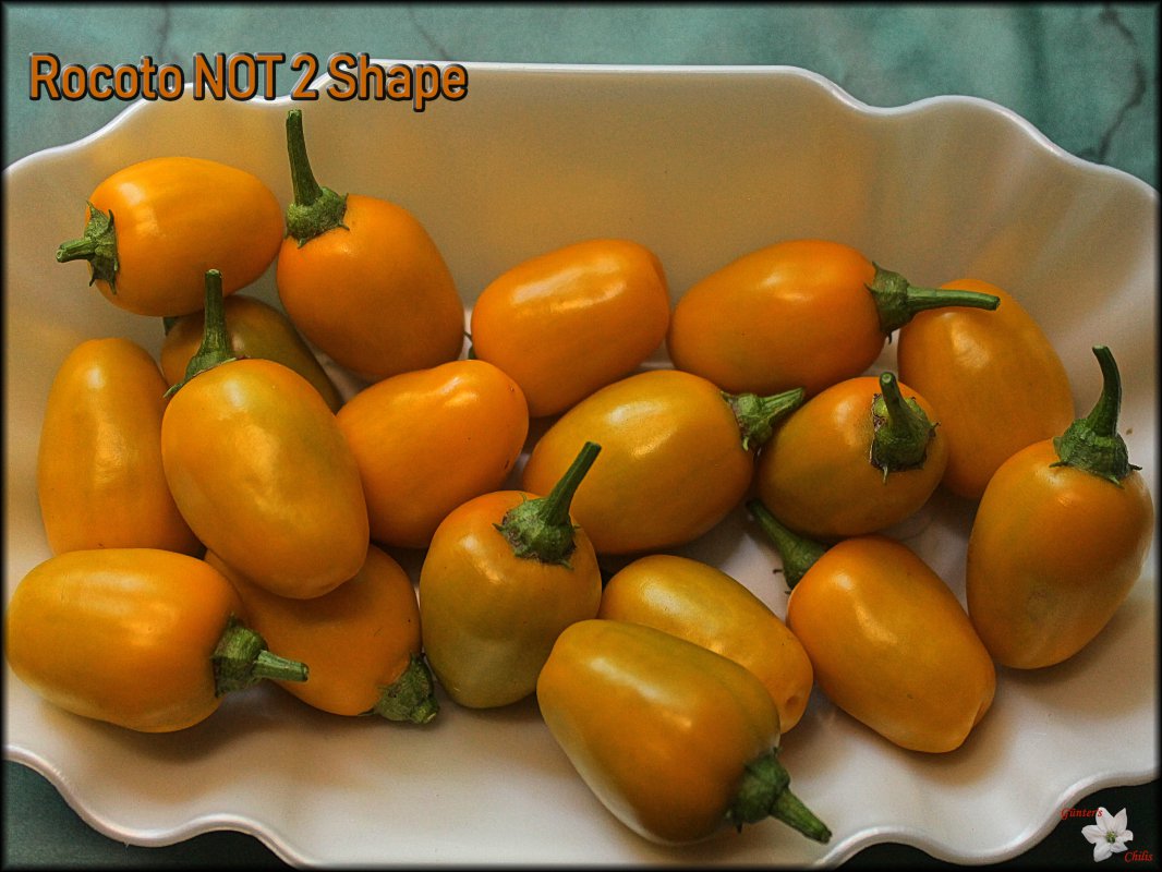 Rocoto NOT 2 Shape.JPG