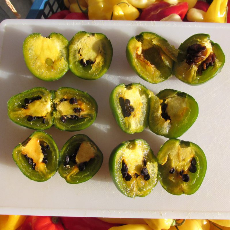 Rocoto Olive_Chris.jpg