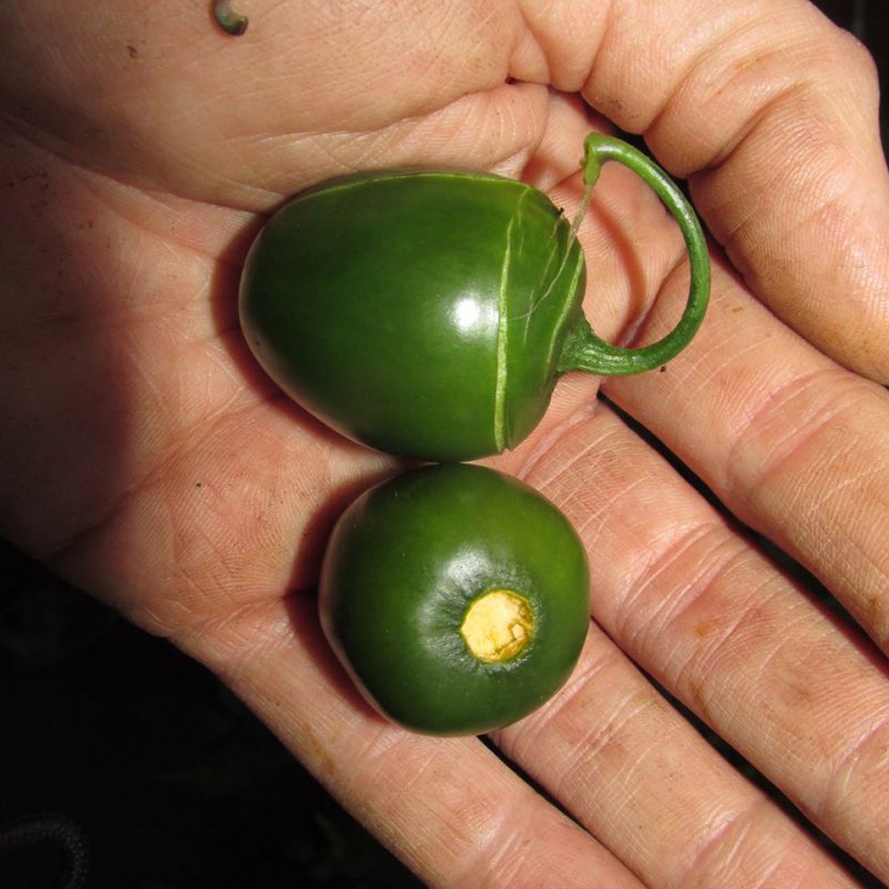 Rocoto Olive_Chris_2.jpg