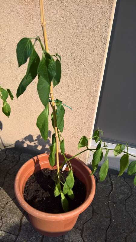 Rocoto P360_2.jpg