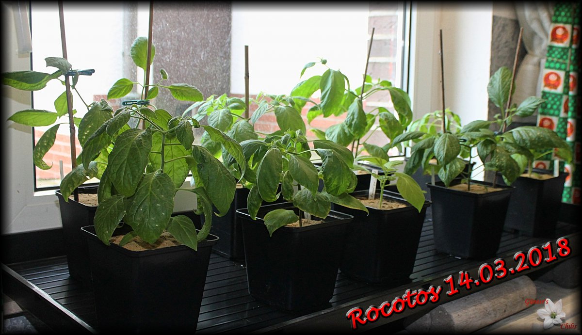 Rocoto Tageslich 14032018.JPG