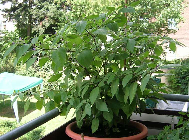 rocoto3.jpg