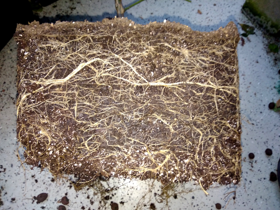 Roots_bloody_roots.jpg