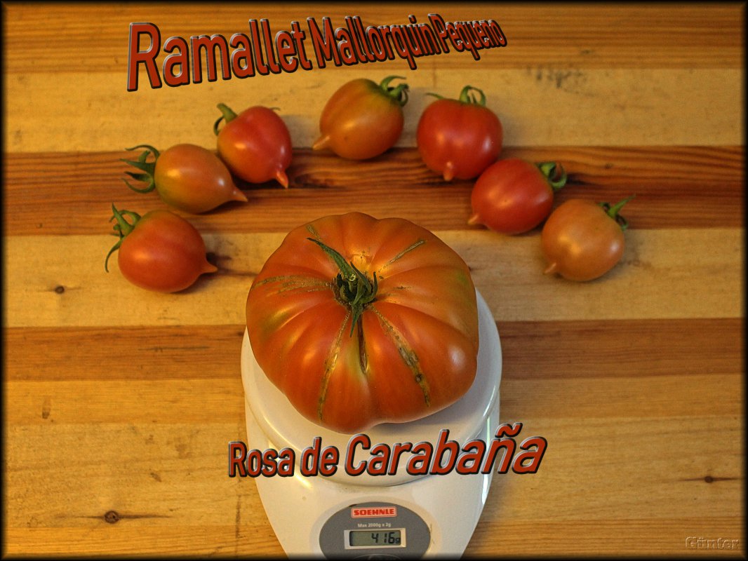 Rosa+lagertomate.JPG