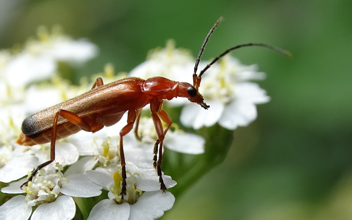roter Käfer d.jpg