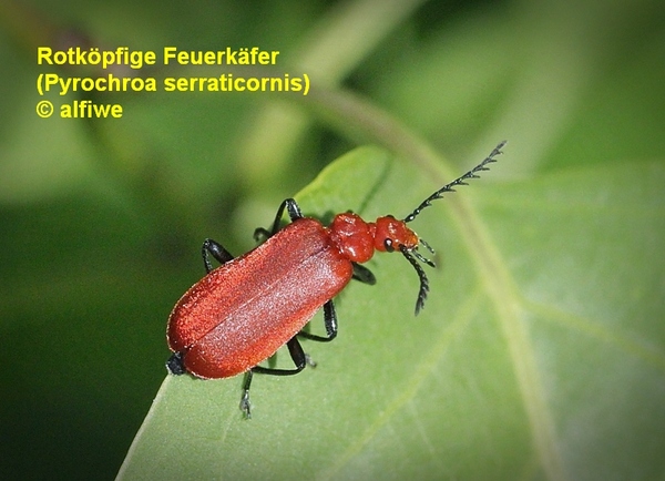 rotkpfigefeuerkfer5rooh8.jpg