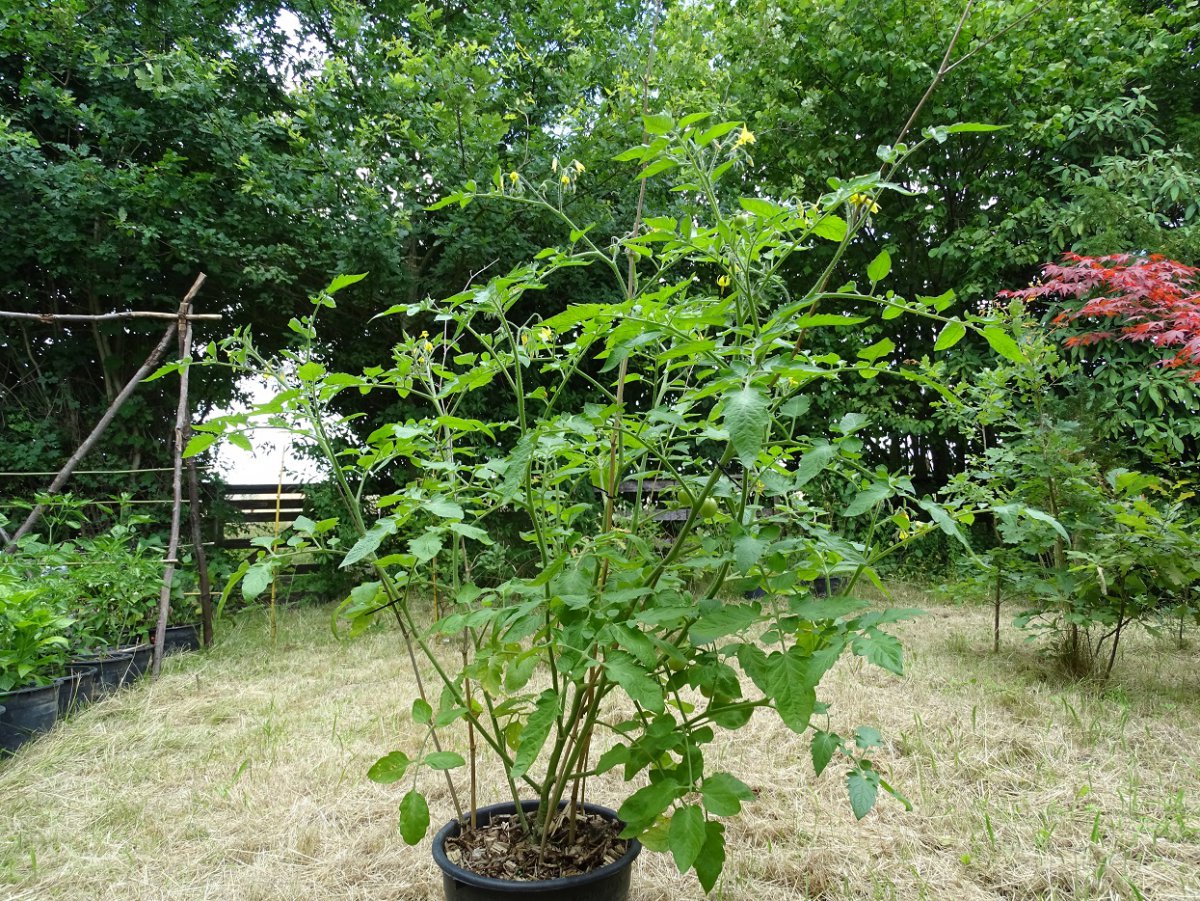 Royal Cherry a.jpg