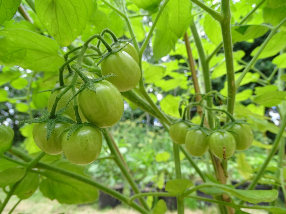 Royal Cherry b.jpg