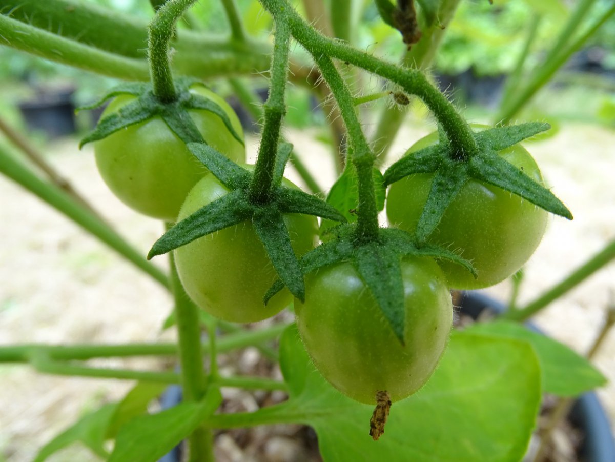 Royal Cherry e.jpg