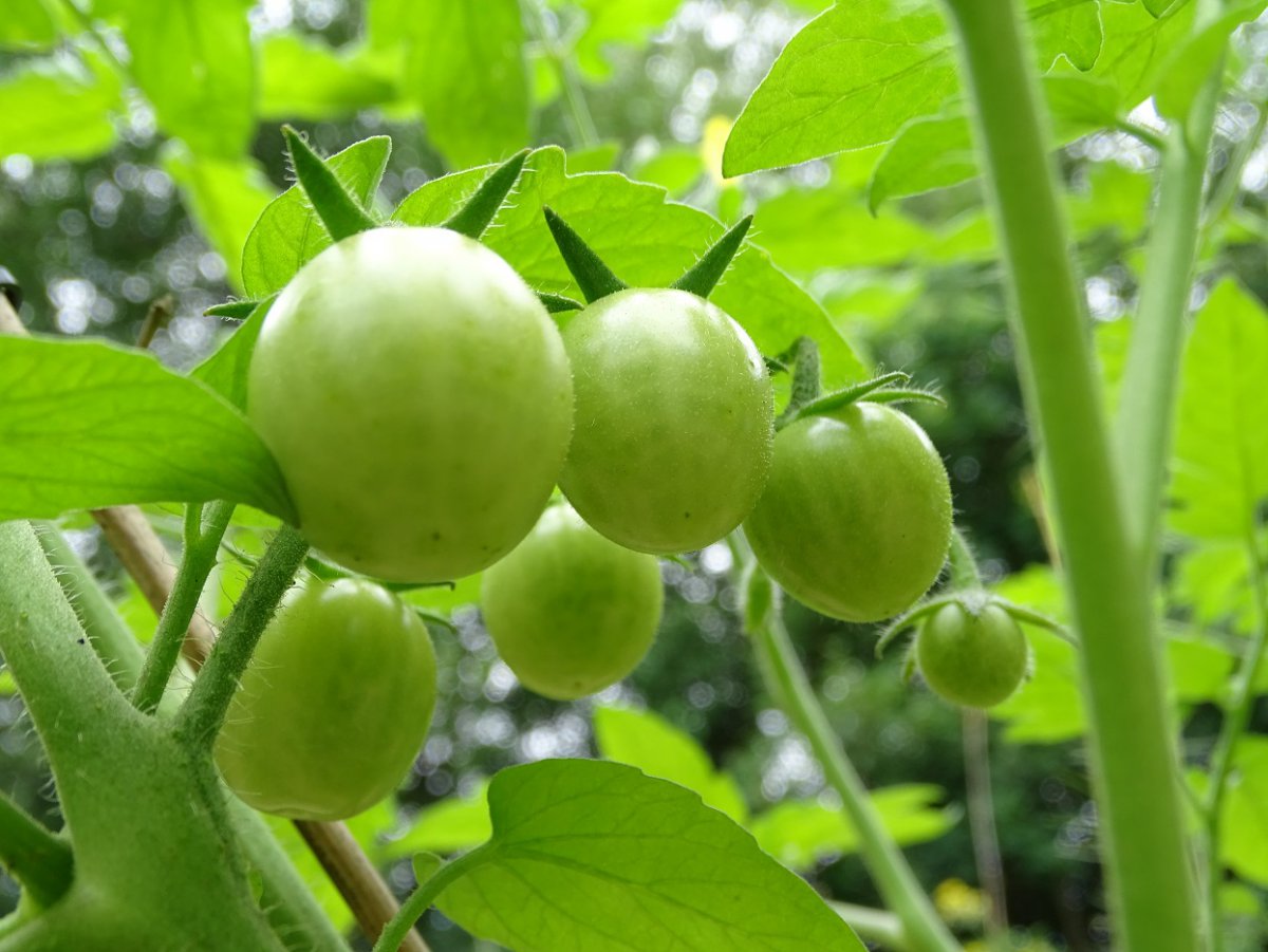 Royal Cherry f.jpg