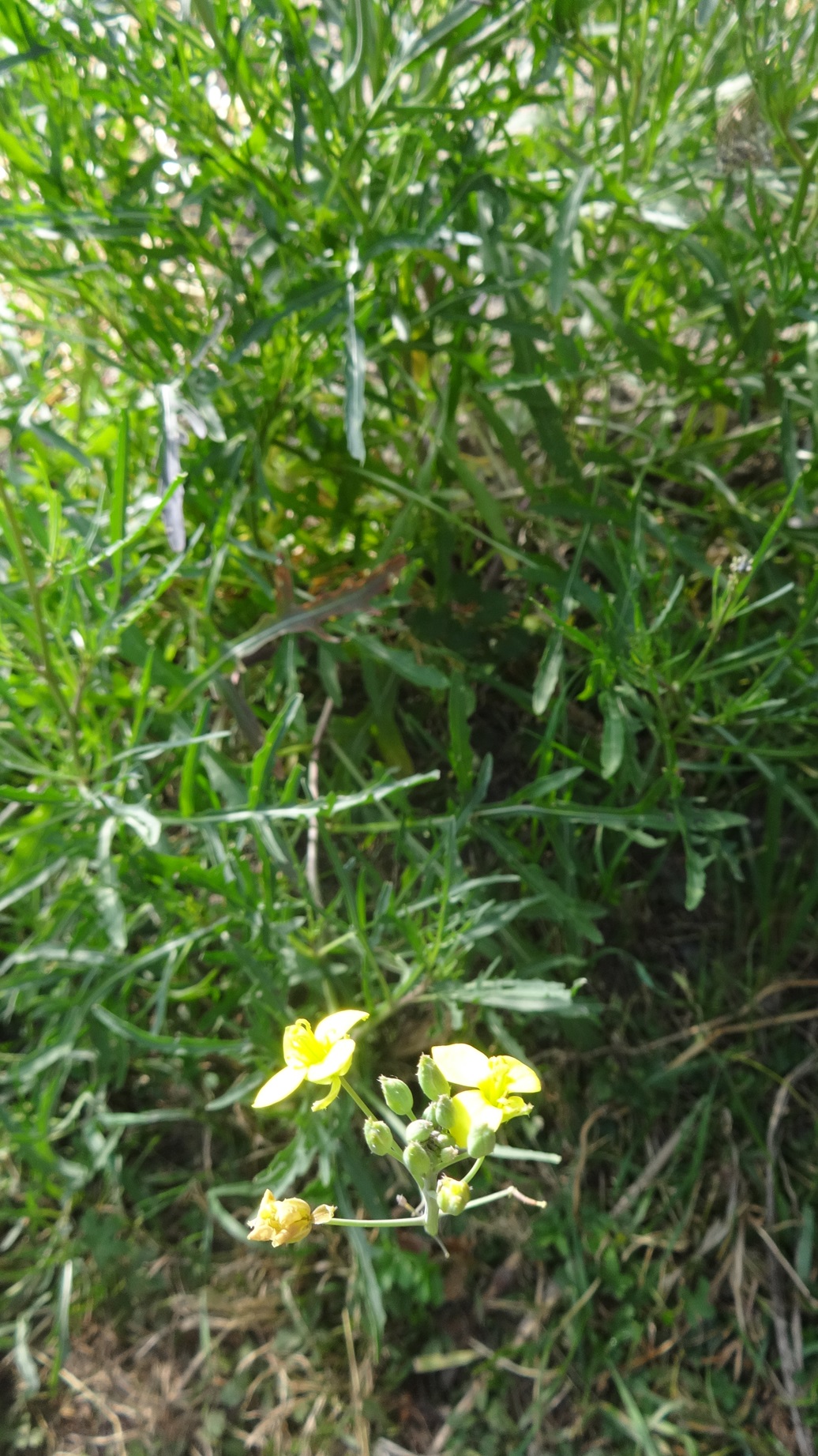 rucola.JPG
