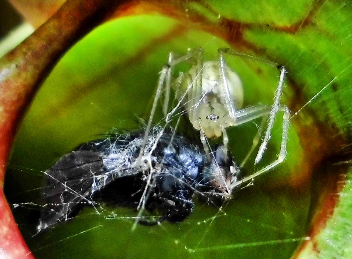 S_rosea_spider-eyes.jpg