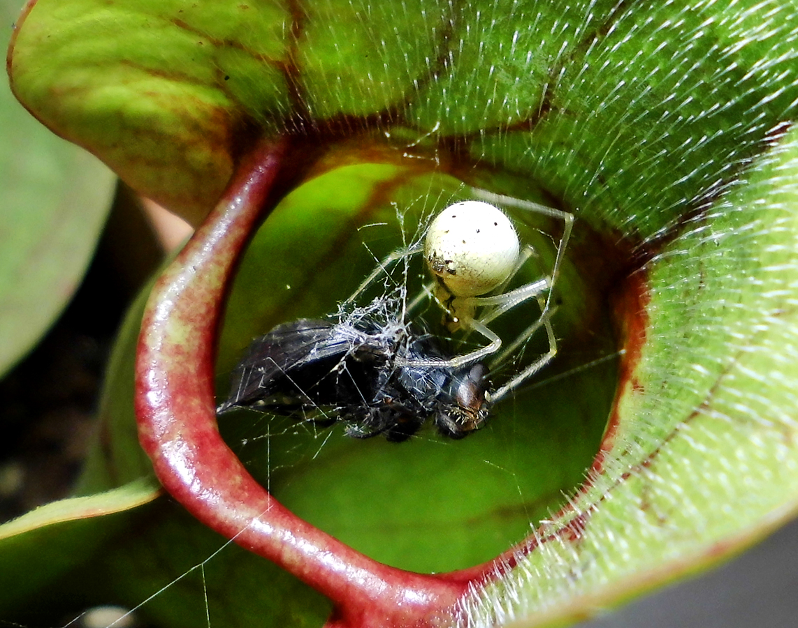 S_rosea_spiders-ass.jpg